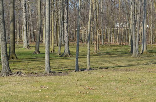 Property photo 38 - 3.4 Acres Offered in 2 Tracts - 3 Bedroom Ranch Home plus Additional Lot